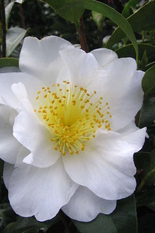 Silver Waves Camellia Japonica - 1 Gallon Pot 1 Silver Waves Camellia Japonica - 1 Gallon Pot