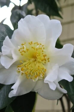 Silver Waves Camellia Japonica - 3 Gallon Pot -Breeze Sprout Sales Camellia Silver Waves 6 1