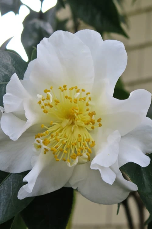Silver Waves Camellia Japonica - 1 Gallon Pot 4 Silver Waves Camellia Japonica - 1 Gallon Pot - Image 4