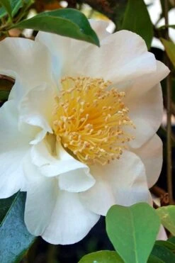 Silver Waves Camellia Japonica - 1 Gallon Pot 9 Silver Waves Camellia Japonica - 1 Gallon Pot -Breeze Sprout Sales Camellia Silver Waves 7