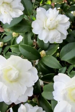 Snow Flurry Cold Hardy Camellia Hybrid - 3 Gallon Pot 13 Snow Flurry Cold Hardy Camellia Hybrid - 3 Gallon Pot -Breeze Sprout Sales Camellia Snow Flurry 6
