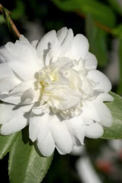 Snow Flurry Cold Hardy Camellia Hybrid - 3 Gallon Pot 11 Snow Flurry Cold Hardy Camellia Hybrid - 3 Gallon Pot -Breeze Sprout Sales Camellia Snow Flurry 8