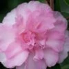 Sarrel Dwarf Camellia Sasanqua - 1 Gallon Pot