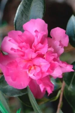 Sparkling Burgundy Camellia Sasanqua - 1 Gallon Pot -Breeze Sprout Sales Camellia Sparkling Burgundy 21