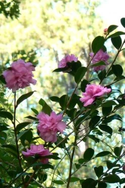 Sparkling Burgundy Camellia Sasanqua - 1 Gallon Pot -Breeze Sprout Sales Camellia Sparkling Burgundy 24