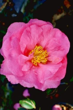 Stephanie Golden Dwarf Camellia Sasanqua - 3 Gallon Pot -Breeze Sprout Sales Camellia Stephanie Golden 12