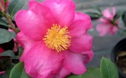 Stephanie Golden Dwarf Camellia Sasanqua - 3 Gallon Pot -Breeze Sprout Sales Camellia Stephanie Golden Closeup Flower