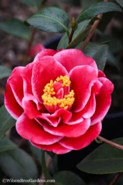 Tama Vino Camellia Japonica - 3 Gallon Pot -Breeze Sprout Sales Camellia Tama Vinio 7