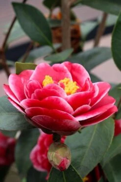 Tama Vino Camellia Japonica - 1 Gallon Pot -Breeze Sprout Sales Camellia Tama Vinio 8 1