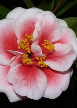 Tama Vino Camellia Japonica - 3 Gallon Pot -Breeze Sprout Sales Camellia Tama Vino 4