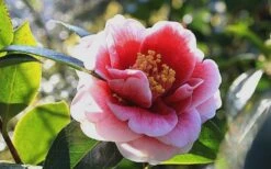 Tama Vino Camellia Japonica - 3 Gallon Pot -Breeze Sprout Sales Camellia Tama Vino 7