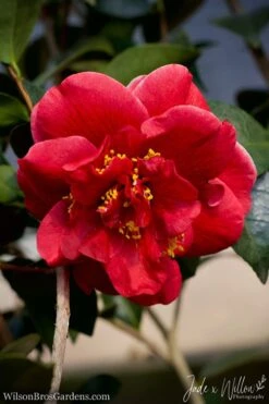 Tama Vino Camellia Japonica - 1 Gallon Pot -Breeze Sprout Sales Camellia Tama Vino JW 1 1