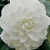 White By The Gate Camellia Japonica - 1 Gallon Pot