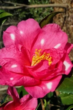 Winter's Fire Cold Hardy Camellia - 3 Gallon Pot -Breeze Sprout Sales Camellia Winters Fire 1