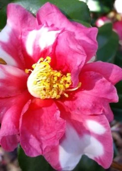 Winter's Fire Cold Hardy Camellia - 3 Gallon Pot -Breeze Sprout Sales Camellia Winters Fire 11