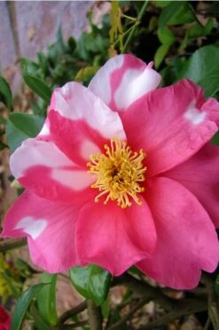 Winter's Fire Cold Hardy Camellia - 3 Gallon Pot -Breeze Sprout Sales Camellia Winters Fire 5