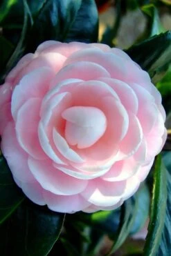 Winter's Rose Cold Hardy Dwarf Camellia - 3 Gallon Pot -Breeze Sprout Sales Camellia Winters Rose 6