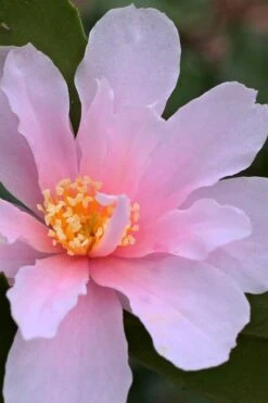 Winter's Toughie Cold Hardy Camellia - 1 Gallon Pot 9 Winter's Toughie Cold Hardy Camellia - 1 Gallon Pot -Breeze Sprout Sales Camellia Winters Toughie 3