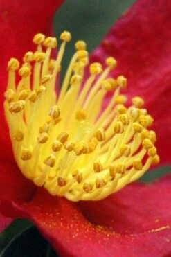 Yuletide Camellia Sasanqua - 6 Pack Of 1 Gallon Pots -Breeze Sprout Sales Camellia Yuletide 30