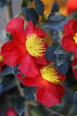 Yuletide Camellia Sasanqua - 2.5 Quart Pot -Breeze Sprout Sales Camellia Yuletide 32 2