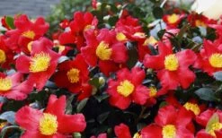 Yuletide Camellia Sasanqua - 6 Pack Of 1 Gallon Pots -Breeze Sprout Sales Camellia Yuletide 34