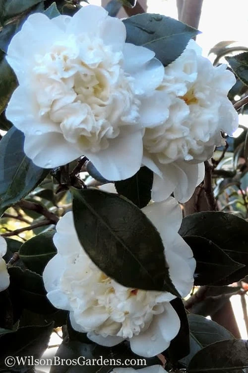 Fifth Avenue White Camellia Japonica - 3 Gallon Pot 4 Fifth Avenue White Camellia Japonica - 3 Gallon Pot - Image 4