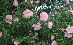 Cotton Candy Camellia Sasanqua - 6 Pack Of 1 Gallon Pots -Breeze Sprout Sales CamelliaCottonCandy 2