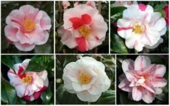 Lady Vansittart Multicolor Camellia Japonica - 2 Gallon Pot -Breeze Sprout Sales CamelliaLadyVasittart 2
