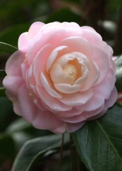 Pink Perfection Camellia Japonica - 1 Gallon Pot -Breeze Sprout Sales Camillia Pink Perfection