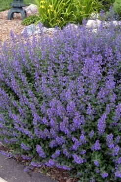 Walker's Low Catmint (Nepeta X Faassenii) - 6 Pack Of 1 Gallon Pots -Breeze Sprout Sales Catmint Walkers Low 4