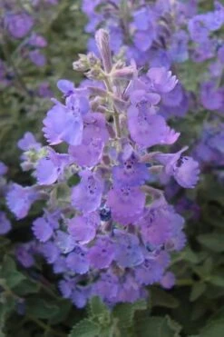 Walker's Low Catmint (Nepeta X Faassenii) - 1 Gallon Pot -Breeze Sprout Sales Catmint Walkers Low 5 2