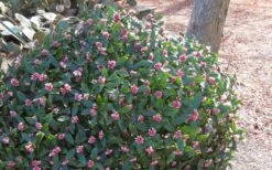 Greenleaf Pink Winter Daphne - 3 Gallon Pot -Breeze Sprout Sales Daphne Odora Rosea Pink Winter Daphne 50