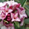 Greenleaf Pink Winter Daphne - 3 Gallon Pot