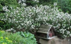 Summer Ice Daphne - 2 Gallon Pot -Breeze Sprout Sales Daphne Summer Ice 4