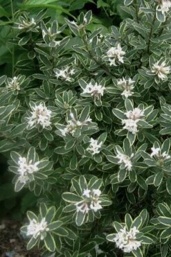 Summer Ice Daphne - 2 Gallon Pot -Breeze Sprout Sales Daphne Summer Ice 6