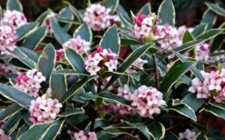 Variegated Pink Winter Daphne - 1 Gallon Pot -Breeze Sprout Sales Daphne odora Aureo Marginata 1