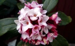 Greenleaf Pink Winter Daphne - 3 Gallon Pot -Breeze Sprout Sales DaphneGreenleafPink