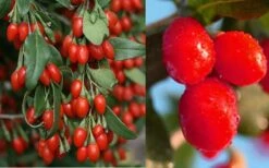 Goji Berry Plant - Lycium Barbarum - 1 Gallon Pot -Breeze Sprout Sales Dynamite Goji Berry