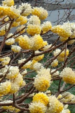 Winter Gold Edgeworthia Chrysantha - Paper Bush - 3 Gallon Pot -Breeze Sprout Sales Edgeworthia 4 500x700 1