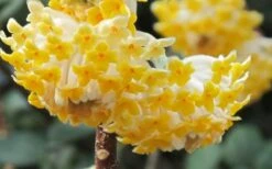 Winter Gold Edgeworthia Chrysantha - Paper Bush - 3 Gallon Pot -Breeze Sprout Sales Edgeworthia Paper Bush