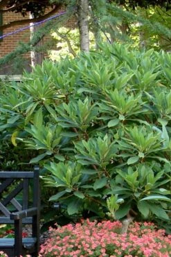 Snow Cream Edgeworthia Paper Bush - 3 Gallon 9 Snow Cream Edgeworthia Paper Bush - 3 Gallon -Breeze Sprout Sales Edgeworthia Snow Cream 7