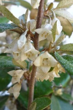 Glen St. Mary Silverberry (Elaeagnus Pungens) - 7 Gallon Pot -Breeze Sprout Sales Elaeagnus Glen St Mary Flowers