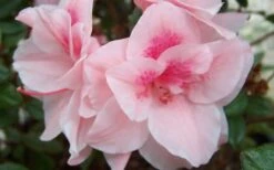 Autumn Belle Encore Azalea - 6 Pack Of 1 Gallon Pots 7 Autumn Belle Encore Azalea - 6 Pack Of 1 Gallon Pots -Breeze Sprout Sales Encore Azalea Autumn Belle