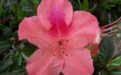 Autumn Coral Encore Azalea - 1 Gallon Pot -Breeze Sprout Sales Encore Azalea Autumn Coral