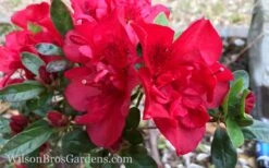 Autumn Fire Encore Azalea - 1 Gallon Pot -Breeze Sprout Sales Encore Azalea Autumn Fire 10