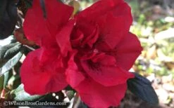 Autumn Fire Encore Azalea - 1 Gallon Pot -Breeze Sprout Sales Encore Azalea Autumn Fire WB