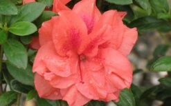 Autumn Monarch Encore Azalea - 1 Gallon Pot -Breeze Sprout Sales Encore Azalea Autumn Monarch 4 50
