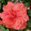 Autumn Monarch Encore Azalea - 1 Gallon Pot