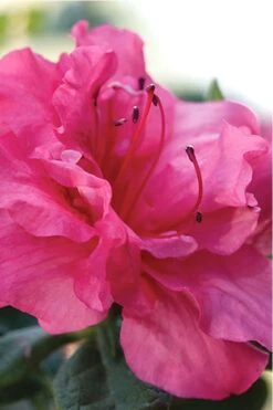 Autumn Rouge Encore Azalea - 1 Gallon Pot