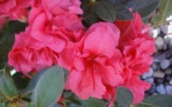 Autumn Rouge Encore Azalea - 1 Gallon Pot 9 Autumn Rouge Encore Azalea - 1 Gallon Pot -Breeze Sprout Sales Encore Azalea Autumn Rouge 5